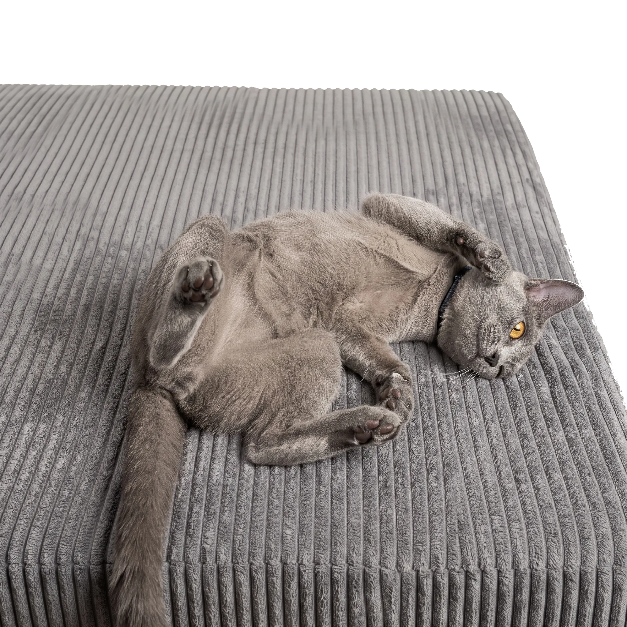 Bruni Spielsofa mit lieber grauer Katze